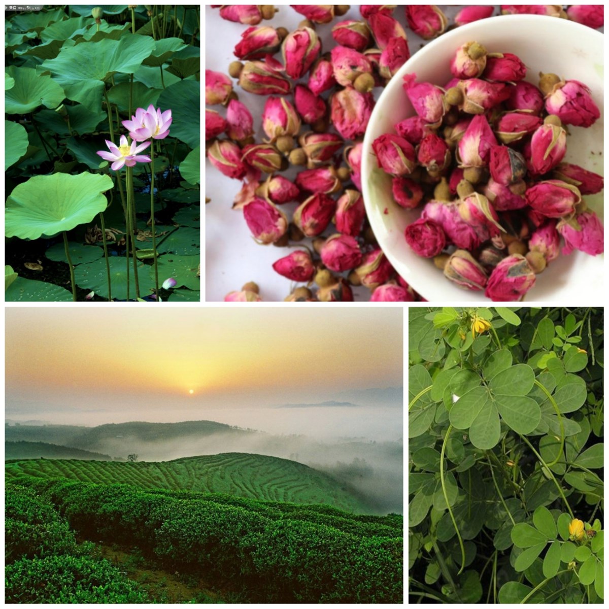 Chinese TeaHerbal Healthy Weight Loss Tea Slimming Drink Natural Slimming Tea