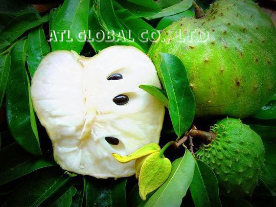 Hot selling VIETNAM FROZEN SOURSOP with HIGH QUALITY