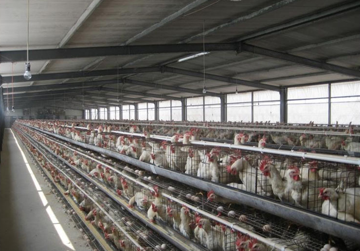 Easy to install poultry farm building