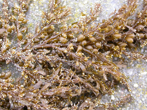 Delicious Nutritional Dried Sargassum Seaweed With Best Price