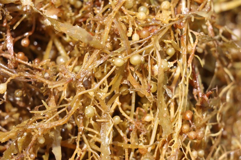 Delicious Nutritional Dried Sargassum Seaweed With Best Price