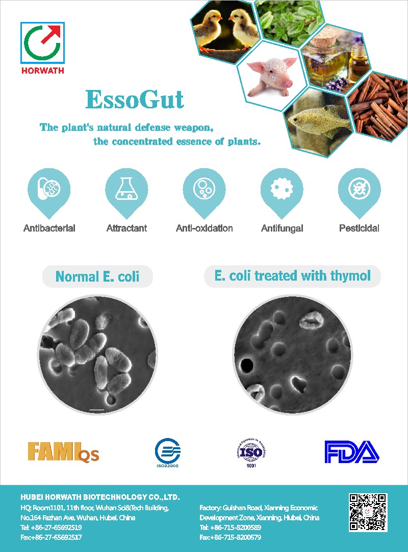 EssoGut Essential Oil Feed Additives Cinnamon Oil Feed Suplement Factory Supply