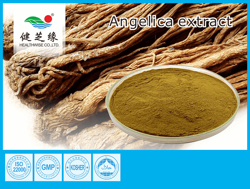 Angelica Root Extract dong quai root powder