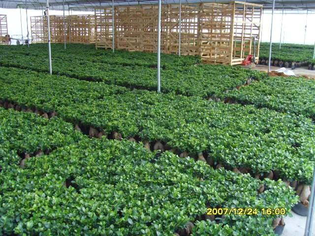 Ficus Microcarpa Cycas Revoluta Evergreen Nursery Co Ltd Ecvv Evergreen Nursery Co Ltd