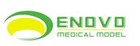Shanghai Anatomical Models Co., Ltd.