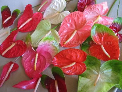 C200823191350127468_ANTHURIUM_FRESH_CUT_FLOWERS.jpg