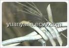 Barbed Wire