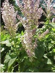 Clary Sage Oil