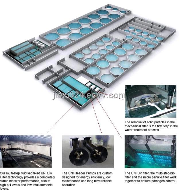 Recirculating Aquaculture System From China Manufacturer