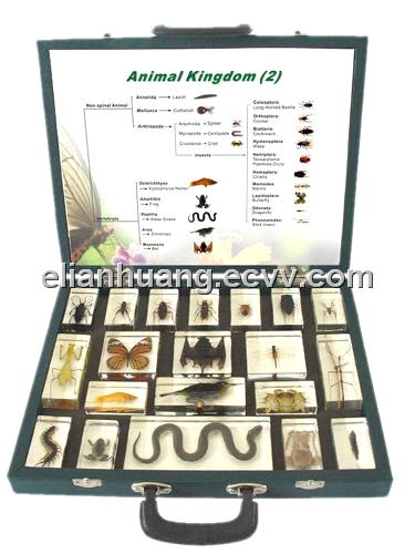 Animal Kingdom (II) Plastomount Specimen from China Manufacturer,  Manufactory, Factory and Supplier on 