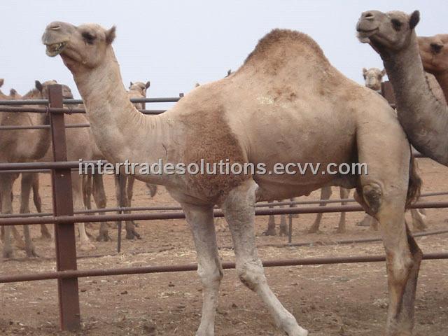 Camel Meat From Australia Manufacturer Manufactory Factory And Supplier On Ecvv Com