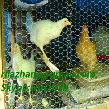 Export Chicken wire mesh,  Export pet cage, ,