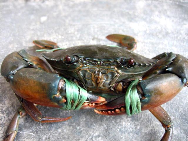 Live Mud Crabs Live Crabs Live Mud Green Crabs Blue Crabs From India From India Manufacturer Manufactory Factory And Supplier On Ecvv Com