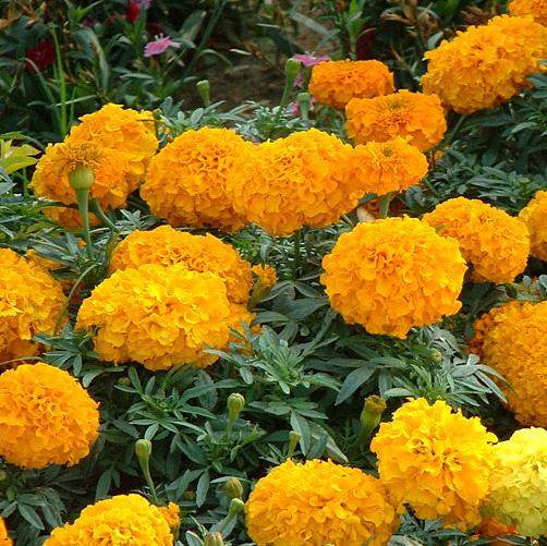 Marigold extract & Lutein purchasing, souring agent | ECVV.com ...