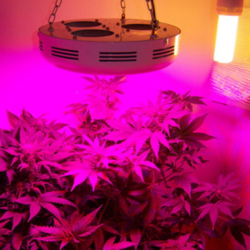 UFO Grow Lighting (4)