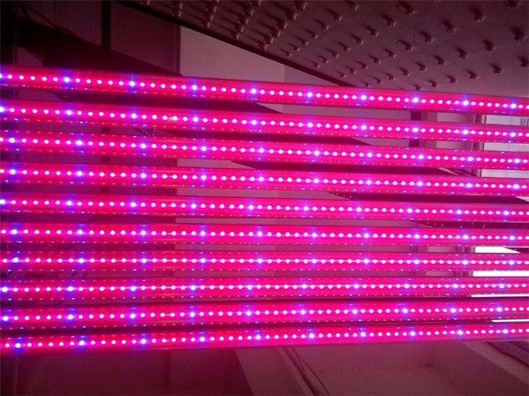 T8 led grow light tubes (7)