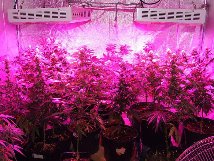 300w grow leds