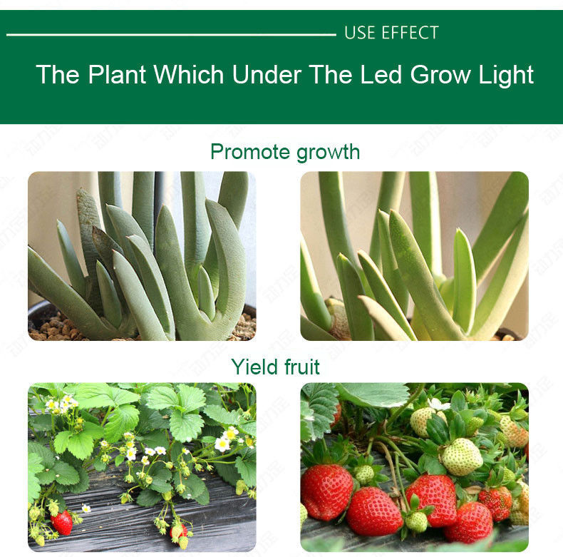 the plant which under the LED Grow light