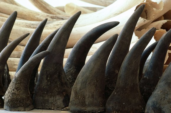 Rhino Horns Available for Sales