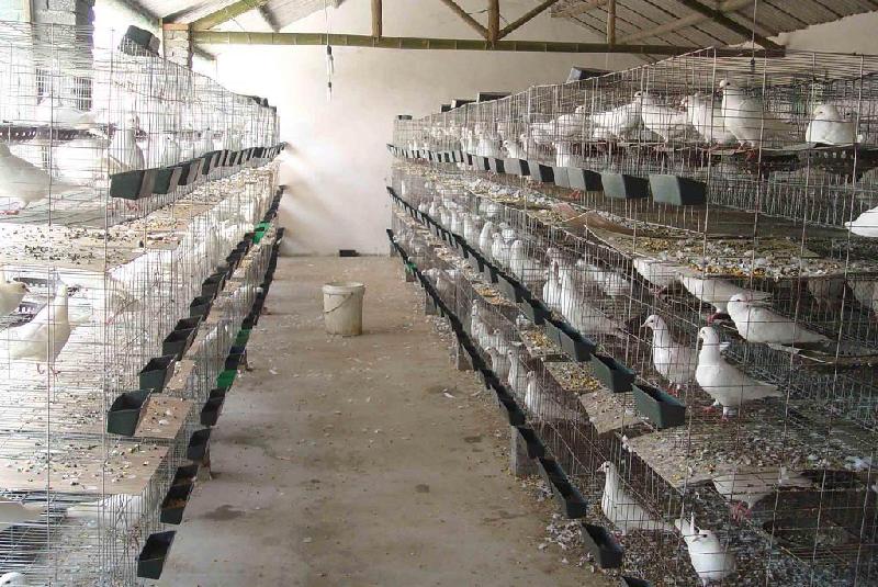 galvanized wire mesh panels Bird Used cage pour breeding pigeons