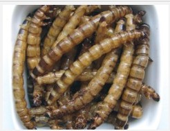 edible insect dried insect food