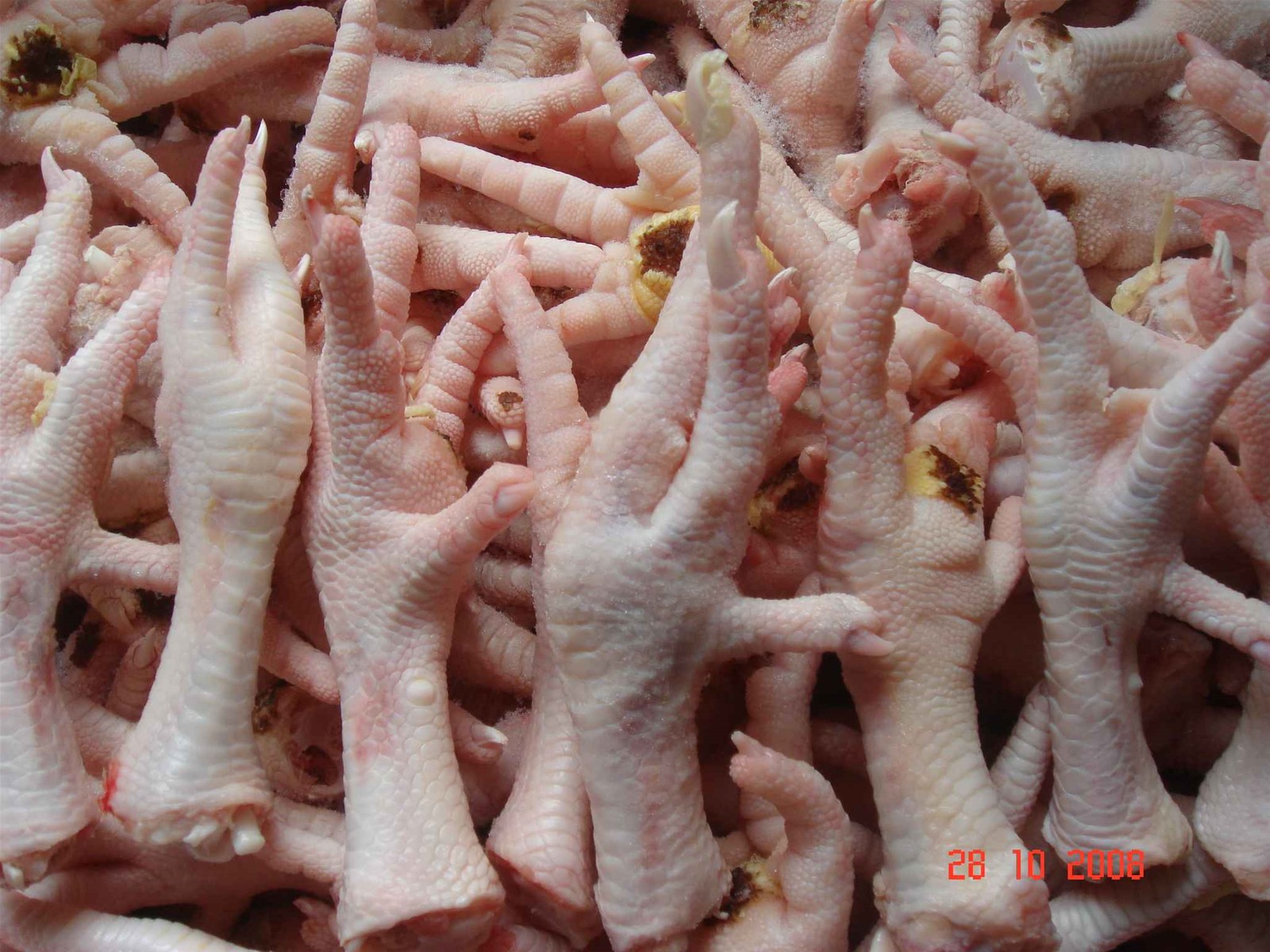 bur mørk Sygdom Grade A Processed Frozen Chicken Feet/Paws for sale. from Thailand  Manufacturer, Manufactory, Factory and Supplier on ECVV.com