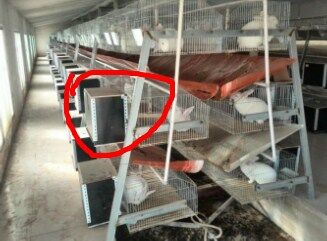 3 tiers 12 cells wire mesh farming commerical rebbit cages sale