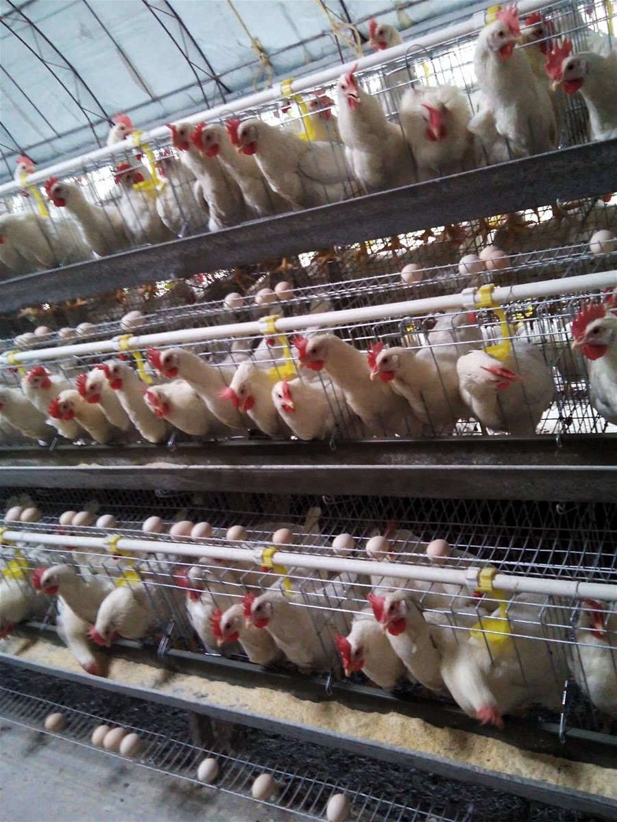 A type 3 tiers 4 tiers 96120160 chicken automatic laying hen used poultry cage