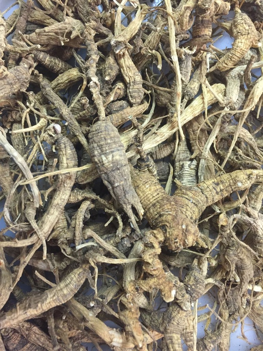 USA Wild ginseng