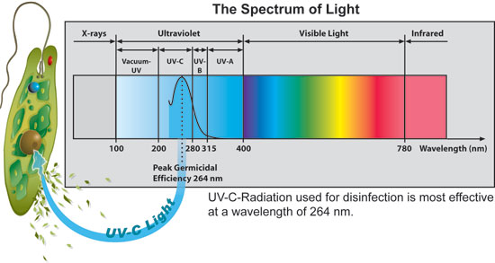 Factory Price for singleended H type UV Germicidal Lamp uvc lamp