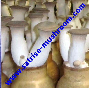 Good service easy use affordable erygnii mushroom grow bottles