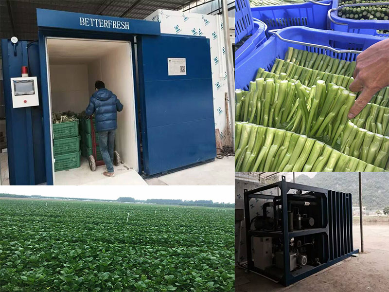 Betterfresh broccoli flower vacuum tubecoolercooling machinechiller