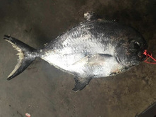 Frozen Angel Fish Whole Rund Brama Fish