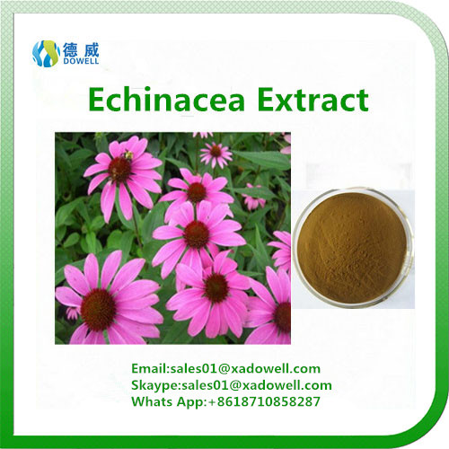 Botanic Extract Echinacea Extract CAS No70831560