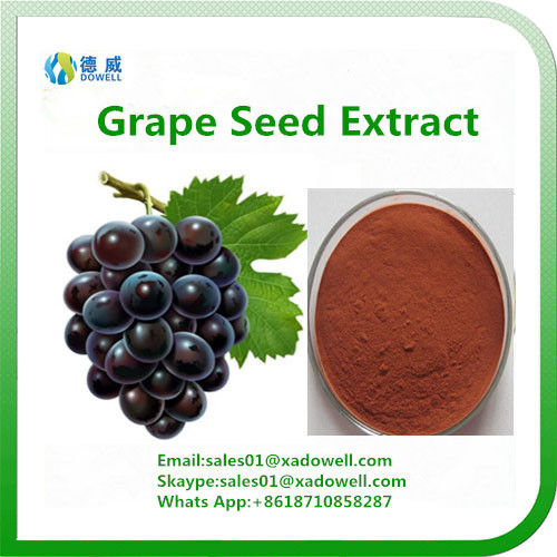 Hot Selling Grape seed Extract OPC 95
