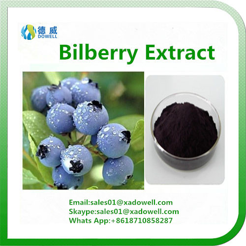 High Quality Bilberry Extract Anthocyandins 525