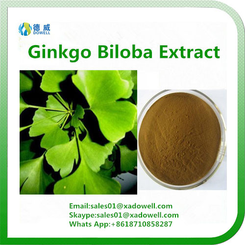 Natural Ginkgo Biloba Extract 24Flavones