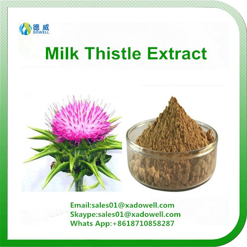 High Quality Milk Thistle Extract Silymarin 80