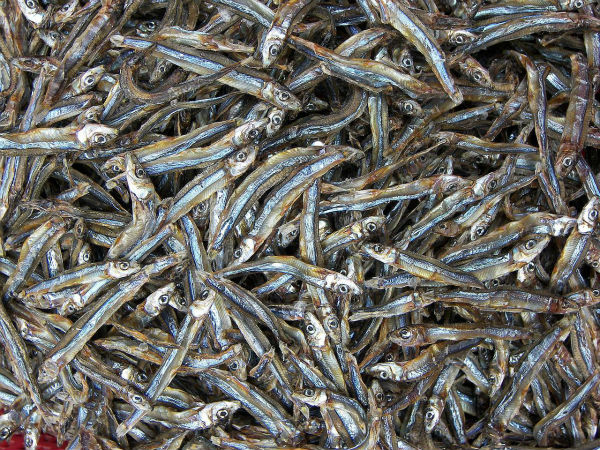 Dried Anchovy Fish From Vietnam For Sri Lanka Dried Anchovies High Quality