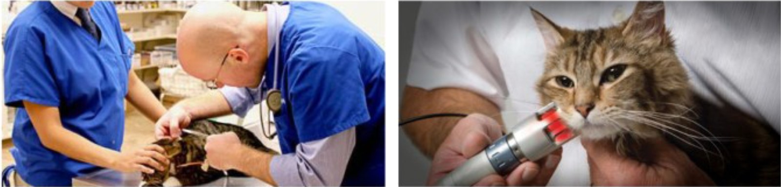 High quality Veterinary Diode Laser Systems