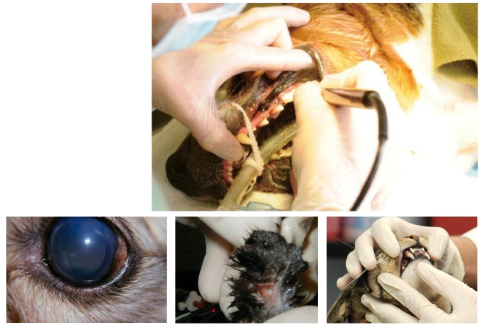 High quality Veterinary Diode Laser Systems