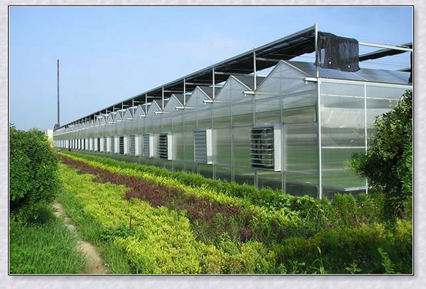Bright Sun polycarbonate greenhouse sheet for hydroponic systems