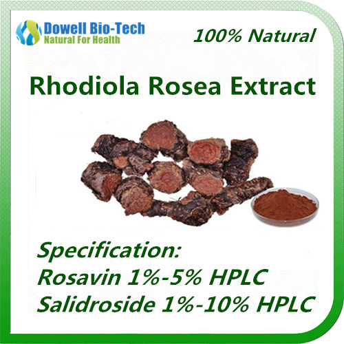 Well sold and top quality rhodiola rosea powder extract with competitive price