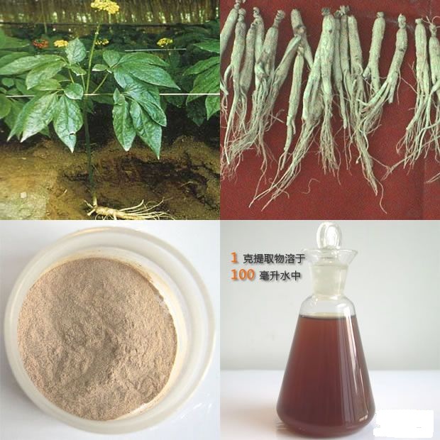 GMP factory supply 80 Ginseng extract quality product Huir
