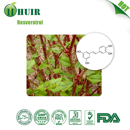 Polygonum Cuspidatum Powder extract Resveratrol 5098