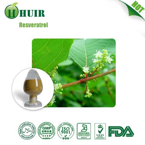 Polygonum Cuspidatum Powder extract Resveratrol 5098