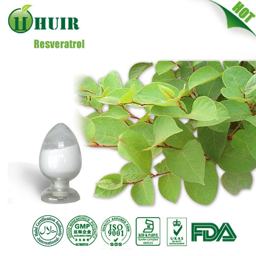 Polygonum Cuspidatum Powder extract Resveratrol 5098