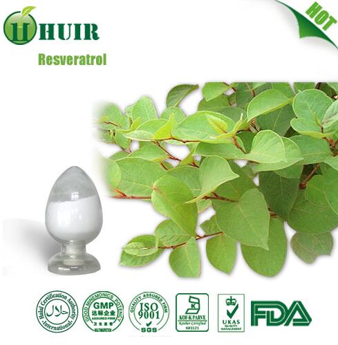 Wholesale Price 100 Nature Resveratrol Powder Extacted from Polygonum Cuspidatum
