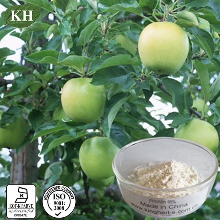 High Quality Apple Root Extract Phloridzin 8098 phloretin 8098