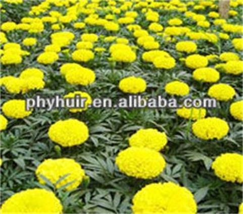 Huir 100 quality of good Marigold PE